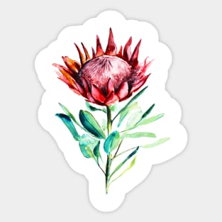 King Protea flower Sticker